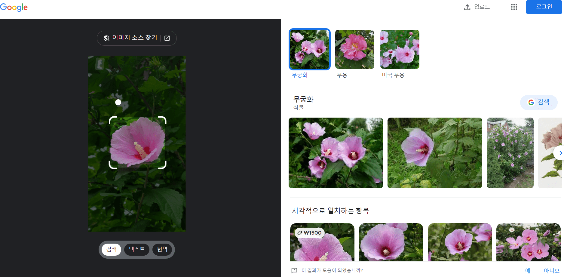 구글 이미지 검색 꽃 이름 찾기 결과